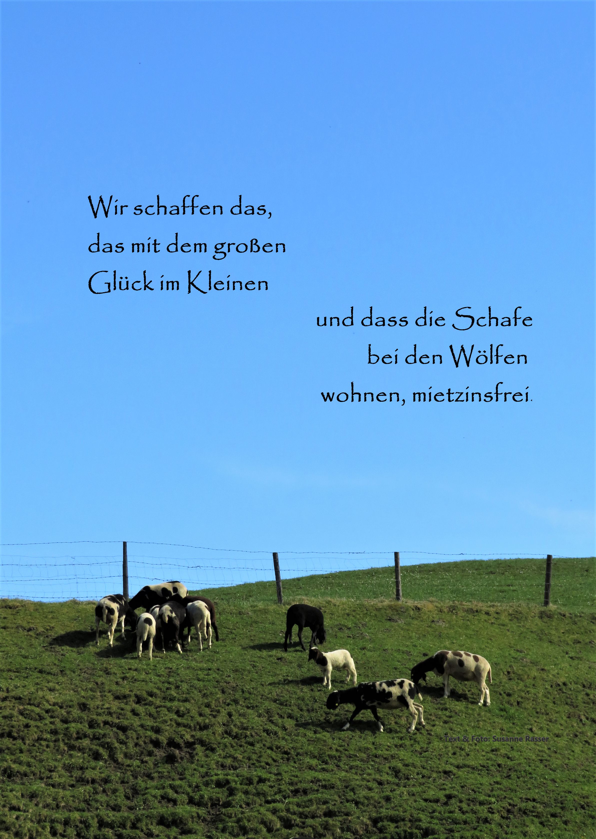Schaf Ausstellung